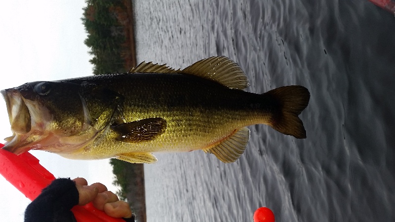 stump pond