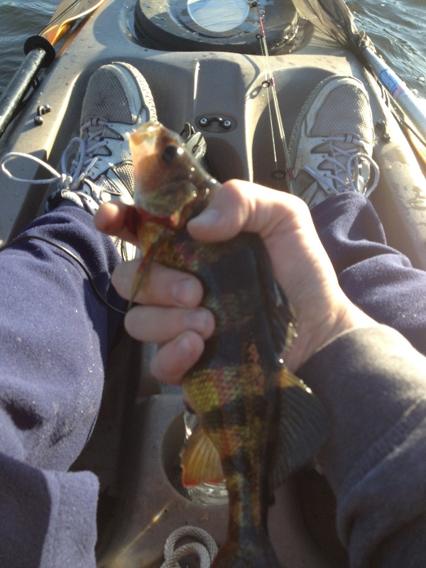 3 Perch