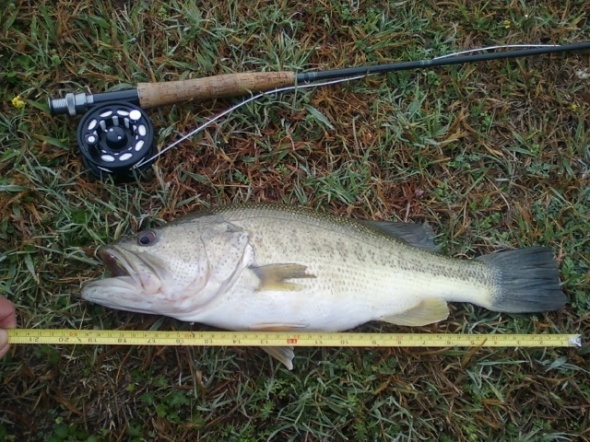 19.5" bass