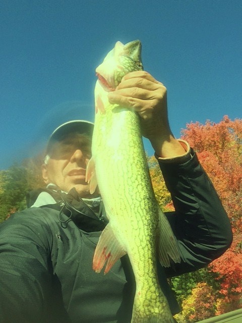 BIG PICKEREL