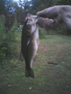 Largemouth Bass