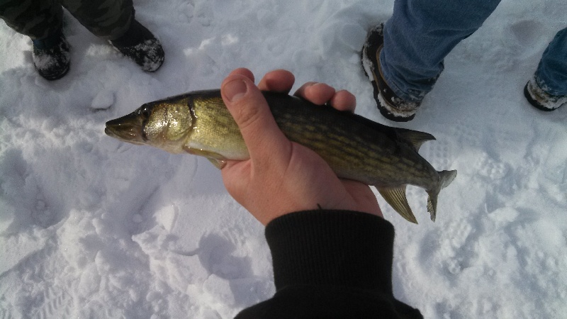 My Pickerel